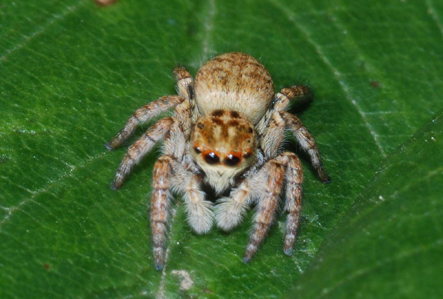 Carrhotus xanthogramma